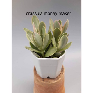 (ลดเพิ่ม 50% สูงสุด 100 ใส่โค้ด INCLV33) Crassula money maker/กุหลาบหิน/ไม้อวบน้ำ/กระถาลสองนิ้วส่งพร้อมกระถาง