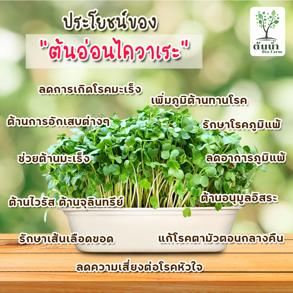 เมล็ดต้นอ่อน-เมล็ดผักไมโครกรีน-แบบซองราคาส่ง-microgreen-ทานตะวัน-โตเหมี่ยว-ไควาเระ-ผักบุ้ง-ไมโครกรีน