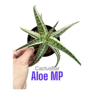อะโลด่าง 10cm+ Aloe MP Variegata (Cactus/Succlent/ตะบองเพชร/กระบองเพชร)