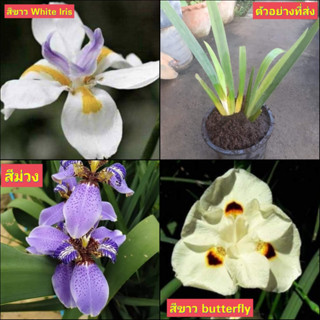 (1ต้น) ไอริสดอกขาว White Iris ไอริส ไอลิส ไอริช สี ขาว ต้นไอริส ต้นไอลิส ต้นไอริช butterfly สีขาว สีม่วง ประภัสสร