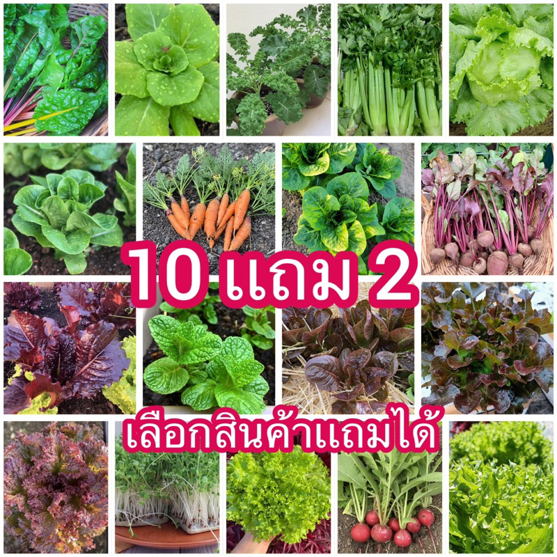 ภาพหน้าปกสินค้าค่าส่งถูก เมล็ดผักสลัดนอก 100 เมล็ด ️ เเถม 2️⃣ อัตราการงอกสูง มีคู่มือการปลูกทุกซอง จากร้าน everydayplant บน Shopee