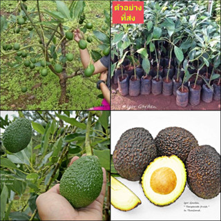 (1ต้น) ต้น อะโวกาโด้ อะโวคาโด อะโวคาโด้ พันธุ์ แฮส Hass Avocado ต้นอะโวคาโด / พิสุทธิ์