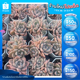 (ลดเพิ่ม 50% สูงสุด 100 ใส่โค้ด INCLV33) กุหลาบหิน/ไม้อวบน้ำ/กระถางสองนิ้วก่อสวยๆ ส่งพร้อมกระถาง