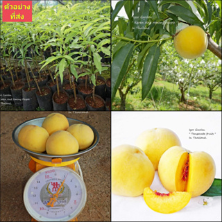 (1ต้น) ต้น ลูกพีชเหลือง ต้นลูกพีชเหลือง ลูก พีชเหลือง ต้นพีช เหลือง peaches / พิสุทธิ์