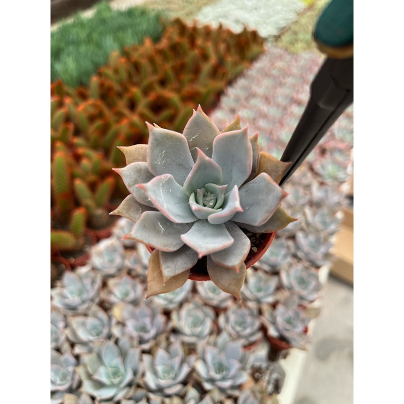 echeveria-lila-ciana-ใบยาว-กุหลาบหินสีชมพู