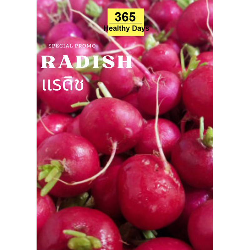 radish-แรดิช-สด-ใหม่-1-kg