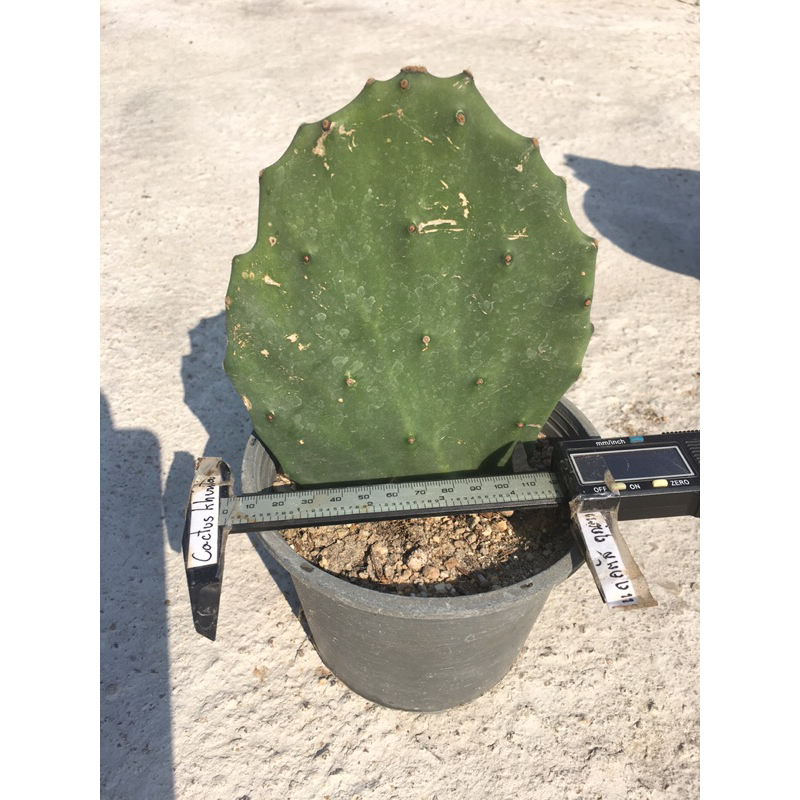 โอพันเทียโอลเม็กซิโก-opuntia-old-mexico-ขายแบบมีรากแล้ว