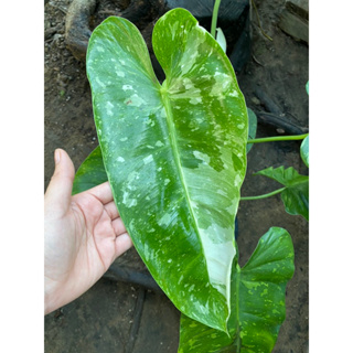 Philodendron jose buono ( ฟิโลจอสบรูโน่ )