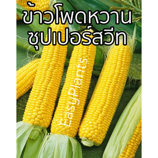 ข้าวโพดหวาน super sweet corn 100 เมล็ด ปลูกง่าย ทนแดด หวานอร่อย