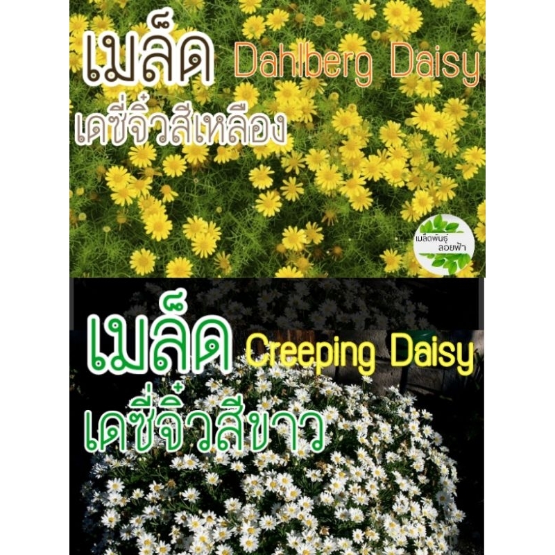 เมล็ดพันธุ์ ดอก เดซี่ จิ๋วขาว/เหลือง50เมล็ด เมล็ดพันธุ์แท้นำเข้าจากต่าง ...