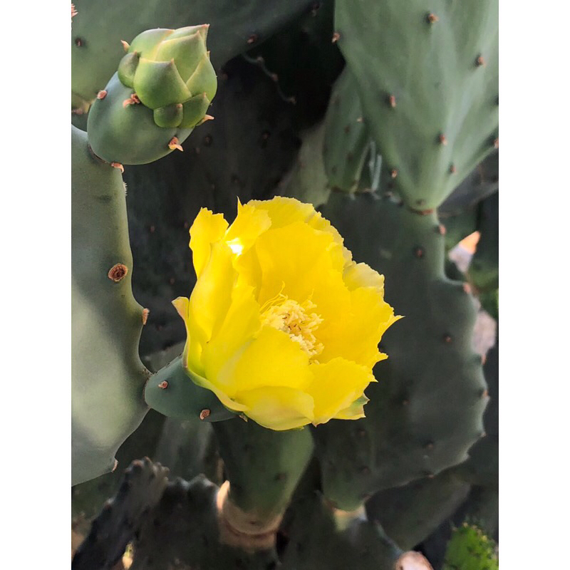 โอพันเทียโอลเม็กซิโก-opuntia-old-mexico-ขายแบบมีรากแล้ว