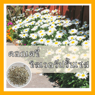 เมล็ดพันธุ์ ดอกเดซี่ สีขาว100 เมล็ด White Daisy Silver Princess Seed เมล็ดพันธุ์แท้ ปลูกง่าย ไม่กลายพันธุ์