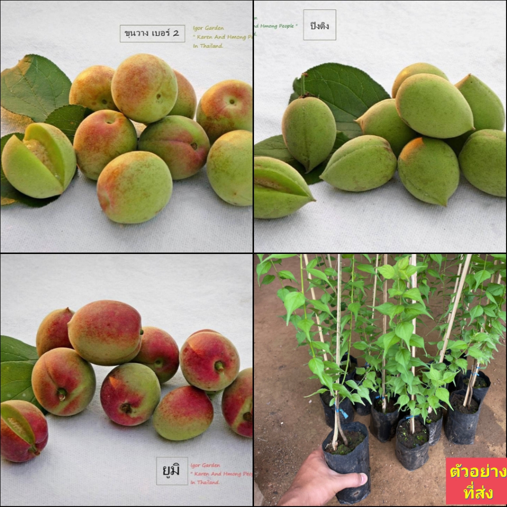 (1ต้น) มี4 พันธุ์ ให้เลือก ต้นบ้วย ต้นบ๊วย บ้วย บ๊วย plum tree ขุนวาง