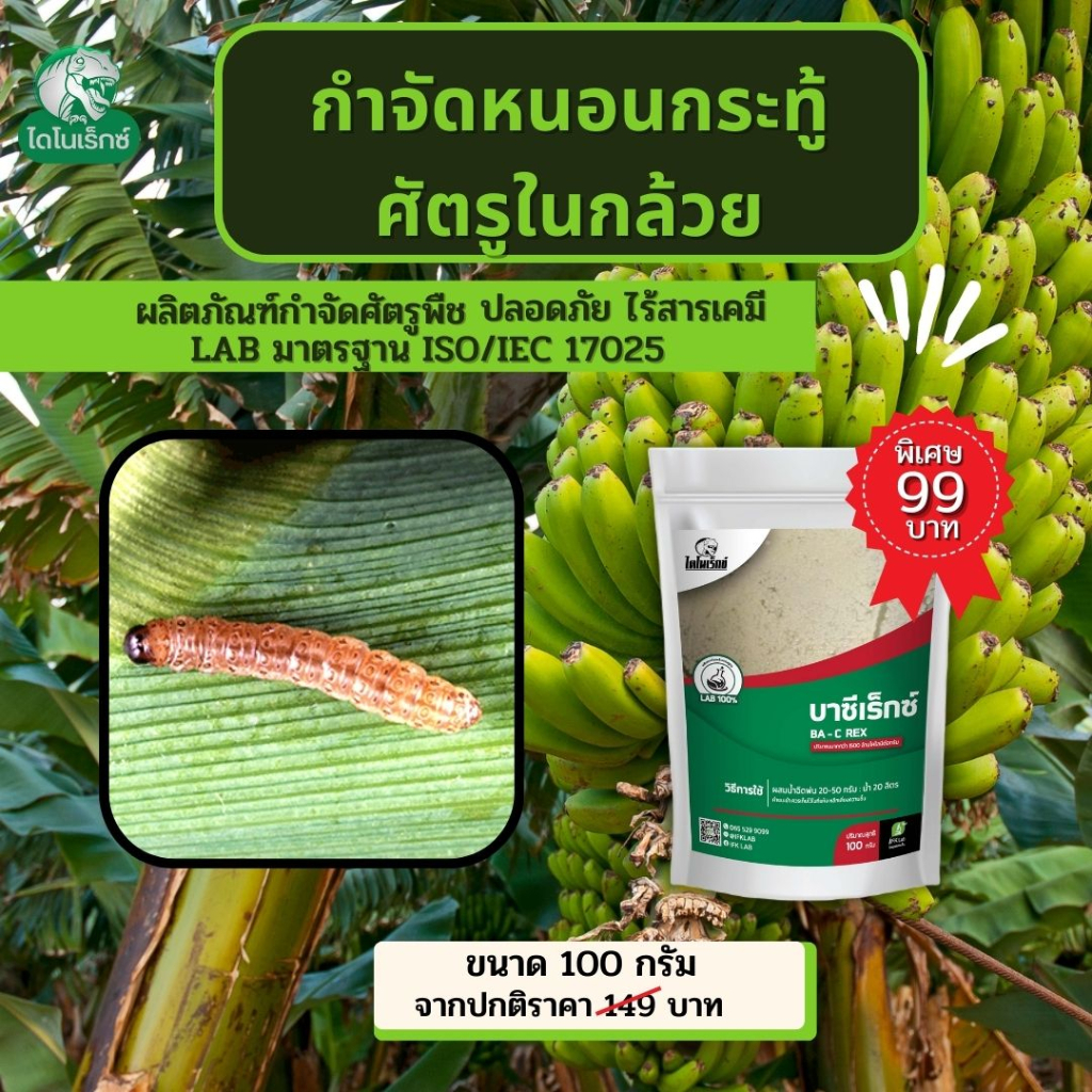 กำจัดแมลงศัตรูพืช-ยาฆ่าหนอนกระทู้-ใน-กล้วย-และ-พืชทุกชนิด-บาซีเร็กซ์-โดย-ไดโนเร็กซ์
