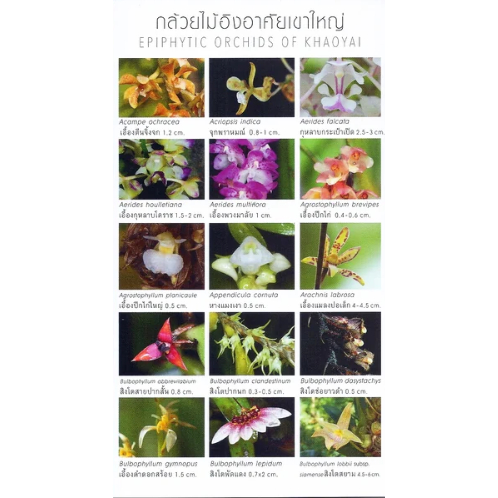 c111-กล้วยไม้เขาใหญ่-orchids-of-khaoyai-9786165945448