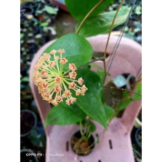 Hoya glabra  มีช่อดอก