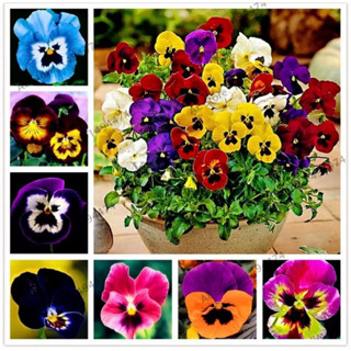 เมล็ดพันธุ์ ดอกแพนซี่ คละสี Swiss Giants Pansy Mix Seeds บรรจุ300เมล็ด ต้นไม้มงคล เมล็ดดอกไม้ ต้นไม้ประดับ พันธุ์ไม้ดอก