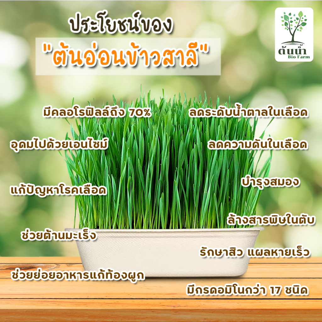 เมล็ดต้นอ่อน-เมล็ดผักไมโครกรีน-แบบซองราคาส่ง-microgreen-ทานตะวัน-โตเหมี่ยว-ไควาเระ-ผักบุ้ง-ไมโครกรีน