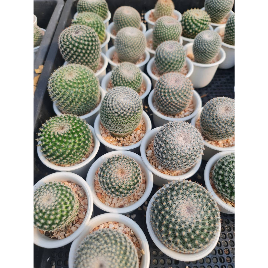 นกฮูก-mammillaria-perbella-อยู่ในกระถาง-2-5นิ้ว