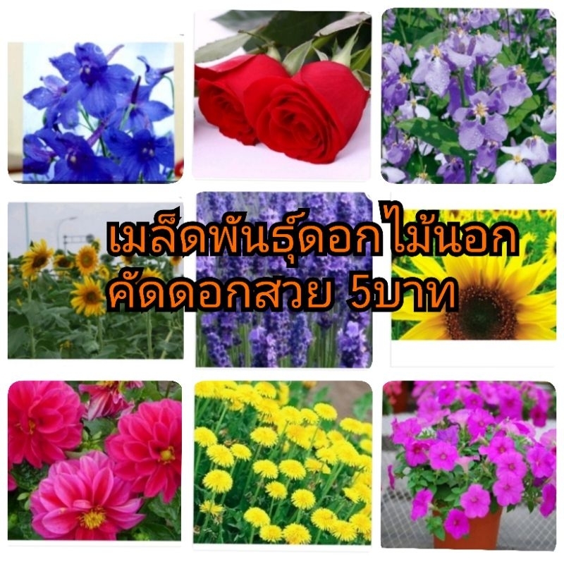 เมล็ดพืชพันธุ์ดอกไม้-ต่างๆ-มีหลายชนิดให้เลือกสรร-ตามที่เราสนใจอยากปลูกแต่งสวน-สินค้าพร้อมส่ง