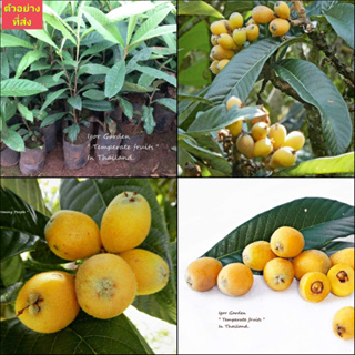 (1ต้น) ต้น โลควอท พันธุ์ นางาซากิ วาเซ่ Nagasaki Wase Loquat 長崎ビワ Loquat บิวะ หรือ ปี่แป๋ / พิสุทธิ์