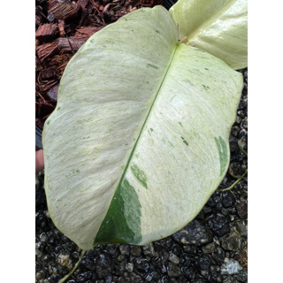 philodendron jungle fewer snowdrift