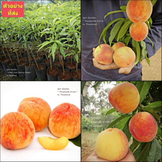 (1ต้น) ต้น ลูกพีช พันธุ์ อำพัน ต้นลูกพีช พีช peaches peach tree / พิสุทธิ์