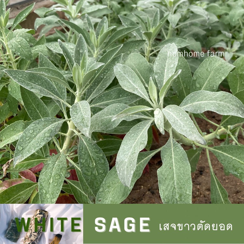 White sage ใบเสจขาวตัดยอด(บริโภคไม่ได้) รูปแปลงจริง | Shopee Thailand