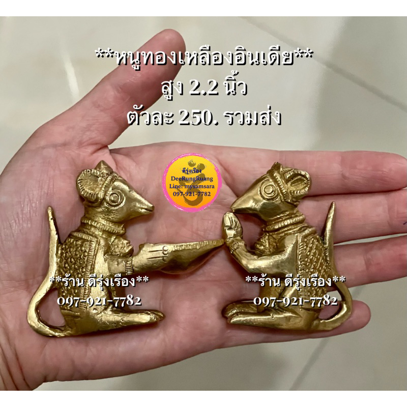 หนูทองเหลืองอินเดีย-สูง-2-2-นิ้ว
