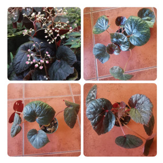 ต้นบิโกเนีย Begonia ไม้ในร่ม  ไม้ประดับสวน ตกแต่งสวน ไซส์พร้อมออกดอก (ส่งพร้อมกระถาง4นิ้ว)