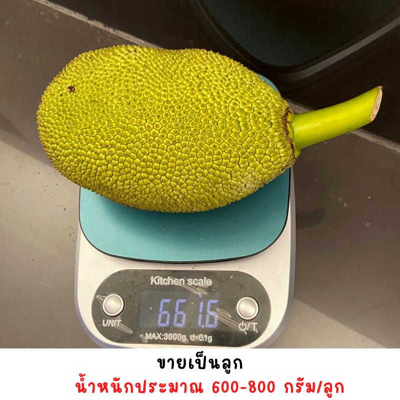 ขนุนอ่อน-ขนุน-ลูกหนักประมาณ-600-800-กรัม-ขายเป็นลูก-เหมาสำหรับคนรักสุขภาพ-เพราะไม่ได้ชุปน้ำยาฟอกขาว-เก็บสดจากต้น-เก็บตา