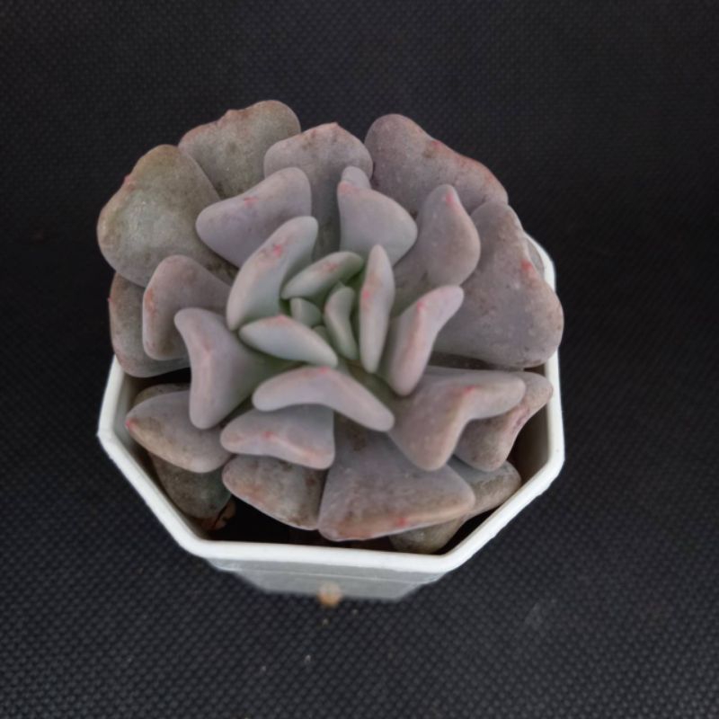 ลดเพิ่ม-50-สูงสุด-100-ใส่โค้ด-inclv33-echeveria-cubic-frort-กุหลาบหิน-ไม้อวบน้ำ-กระถาลสองนิ้วส่งพร้อมกระถาง