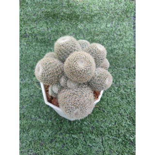 รีบูเทีย ซันไรส์ [ Rebutia sunrise ] ในกระถาง3นิ้ว