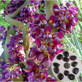 เมล็ดพันธุ์ พวงโกแมน สีม่วง ดอกสวย ( Evergreen Mucuna Stem ) พันธุ์แท้ 100% บรรจุ 4 เมล็ด