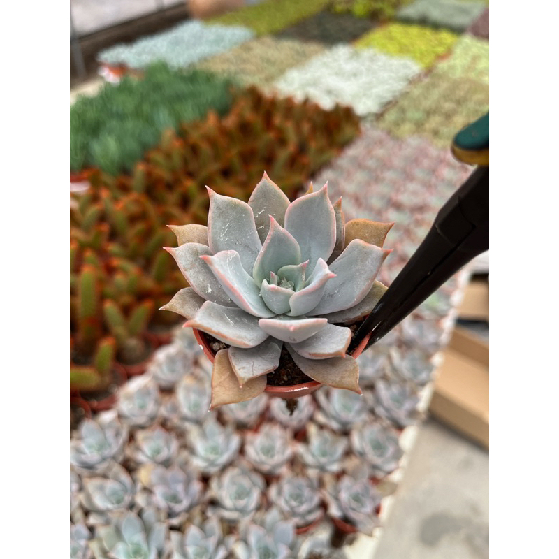 echeveria-lila-ciana-ใบยาว-กุหลาบหินสีชมพู