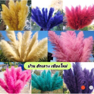 เช็ครีวิวสินค้าดอกเลา ดอกแพมพัส สีธรรมชาติ ย้อมสี อุปกรณ์ตกแต่ง