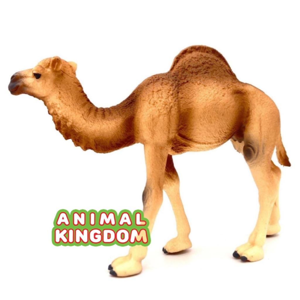 animal-kingdom-โมเดลสัตว์-อูฐ-หนอกเดียว-ขนาด-14-20-cm-จากหาดใหญ่