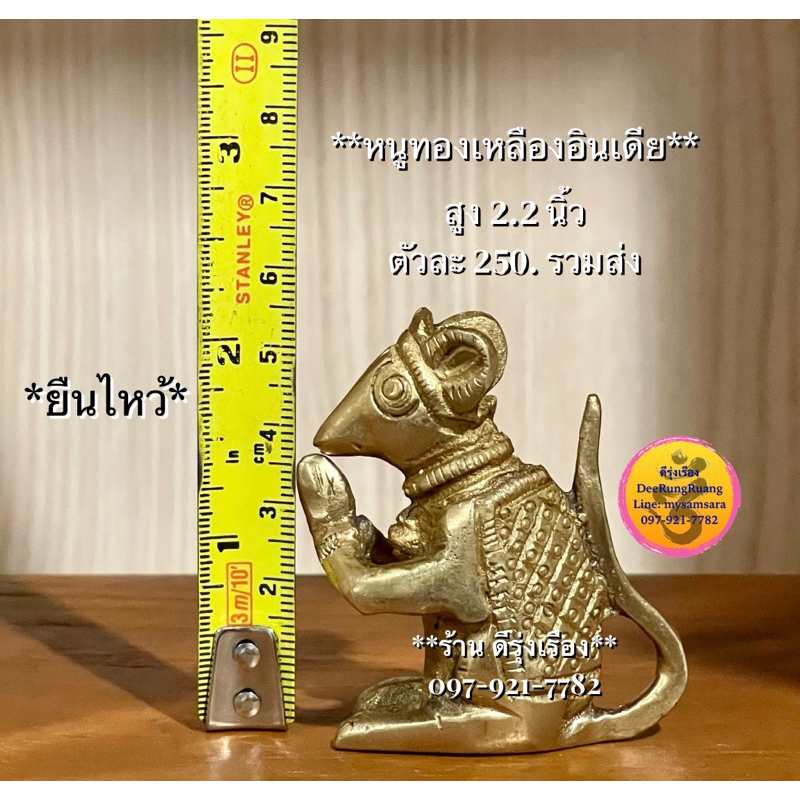 หนูทองเหลืองอินเดีย-สูง-2-2-นิ้ว