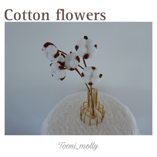 ดอกฝ้าย (cotton flower)