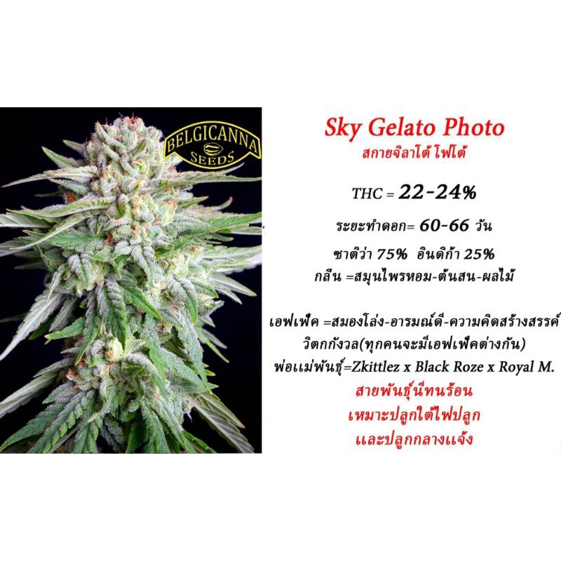 sky-gelato-foto-เพศเมีย100