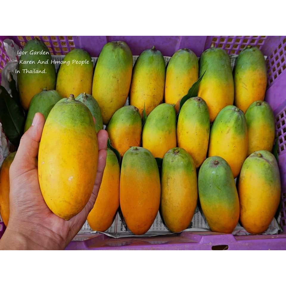 1กิ่งตอน-กิ่งตอน-มะม่วงอินเดีย-พันธุ์-แบงกาโลร่า-bangalora-mango-มะม่วง-ต้นมะม่วง-พิสุทธิ์