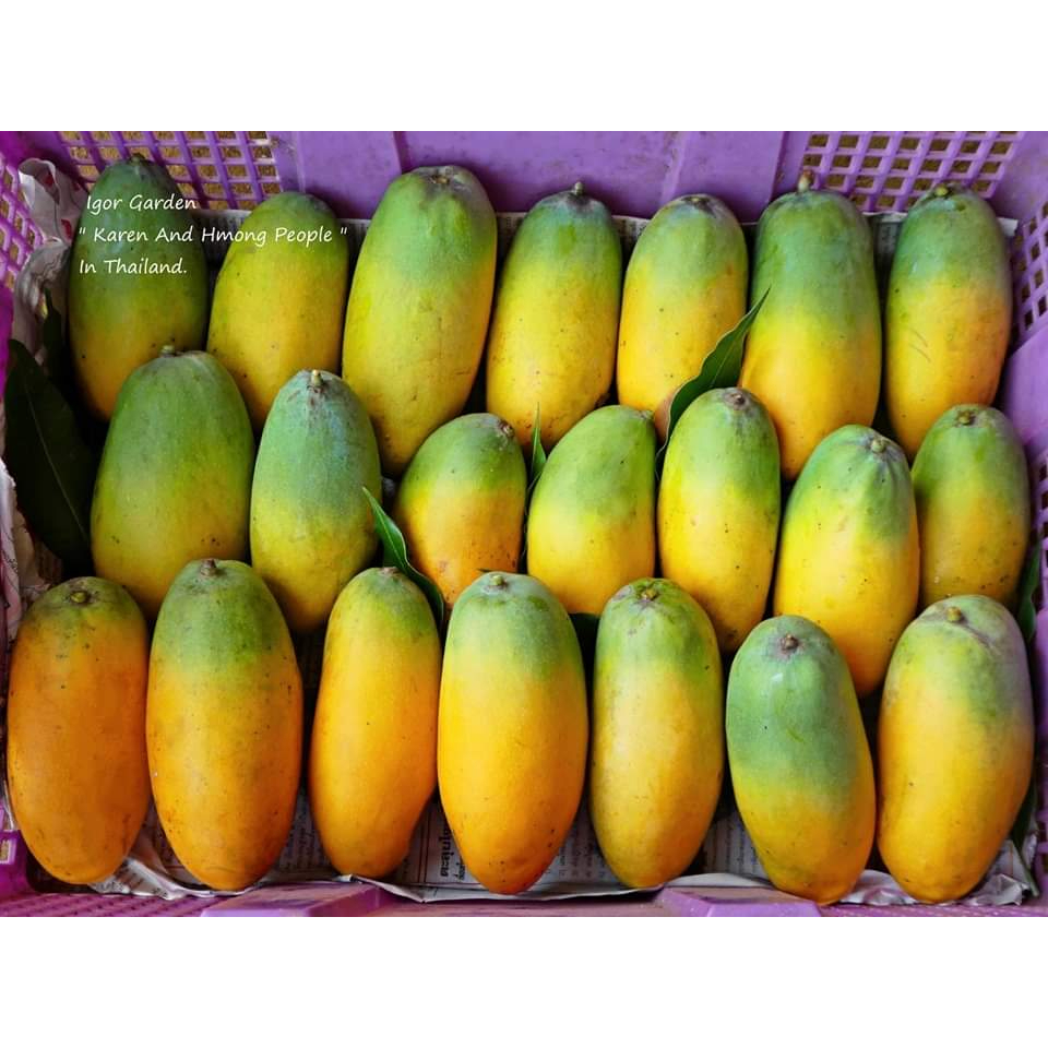 1กิ่งตอน-กิ่งตอน-มะม่วงอินเดีย-พันธุ์-แบงกาโลร่า-bangalora-mango-มะม่วง-ต้นมะม่วง-พิสุทธิ์