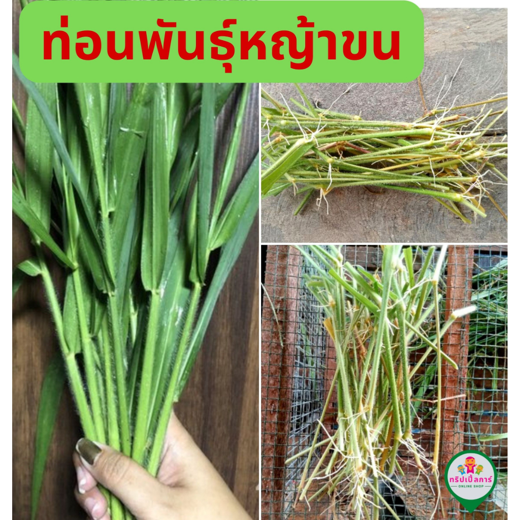 ท่อนพันธุ์หญ้าขน-สำหรับปลูกไว้ให้สัตว์เลี้ยง