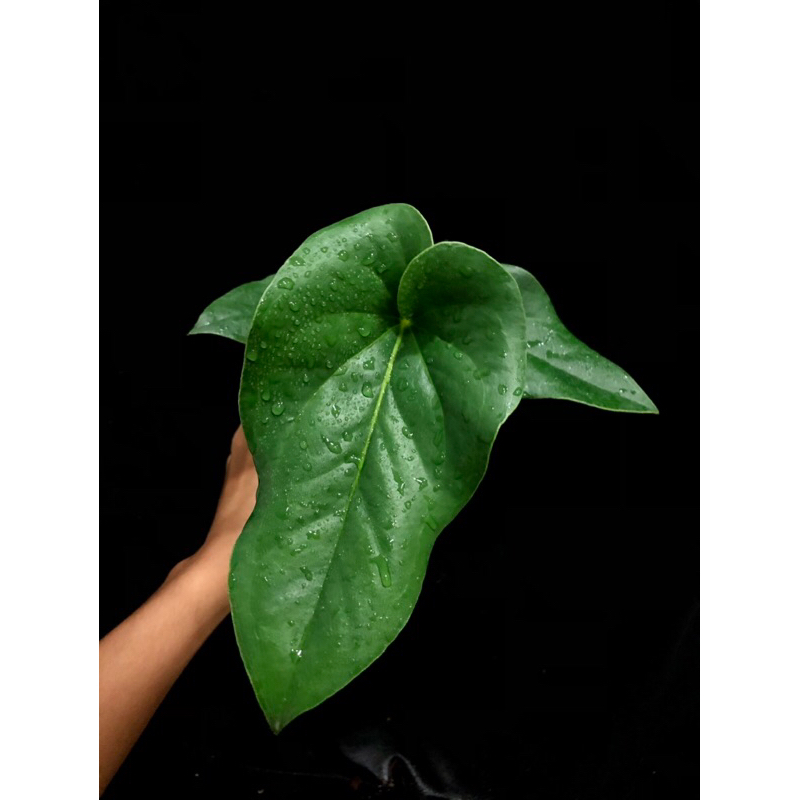 anthurium-brownii-หน้าวัวบราวนี่-ราคาถูก