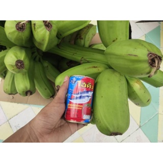 ต้นกล้วยฮัวเมา​ (ฮัวอามูอา​ ก้านแดง)  กล้วยต่างประเทศ​