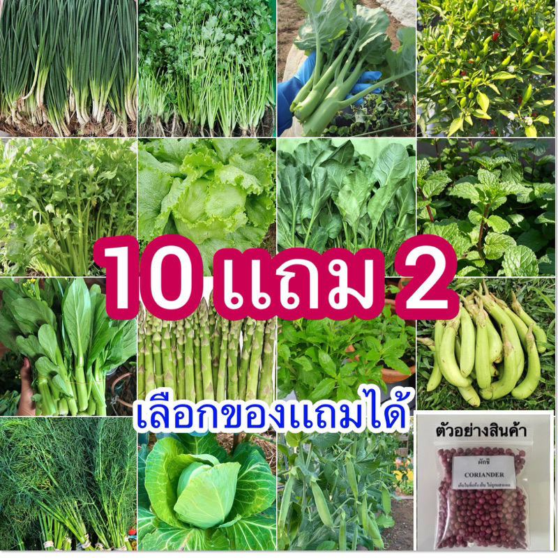 รูปภาพสินค้าแรกของค่าส่งถูก เมล็ดพันธุ์ผักสวนครัว ซื้อ 10 เเถม2  เลือกของเเถมได้