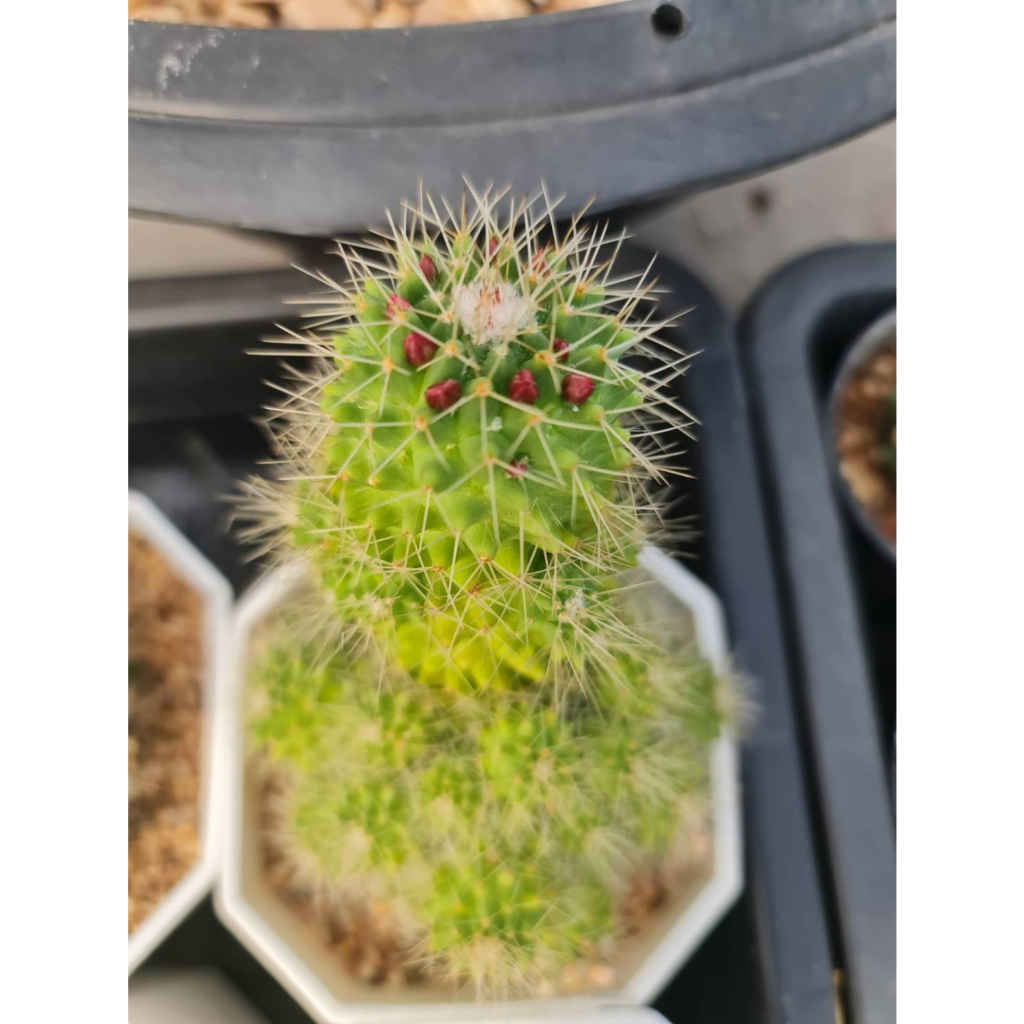 แมมคริสมาส-mammillaria-spinosissima-อยู่ในกระถาง-4