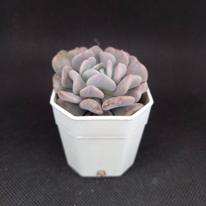 ลดเพิ่ม-50-สูงสุด-100-ใส่โค้ด-inclv33-echeveria-cubic-frort-กุหลาบหิน-ไม้อวบน้ำ-กระถาลสองนิ้วส่งพร้อมกระถาง