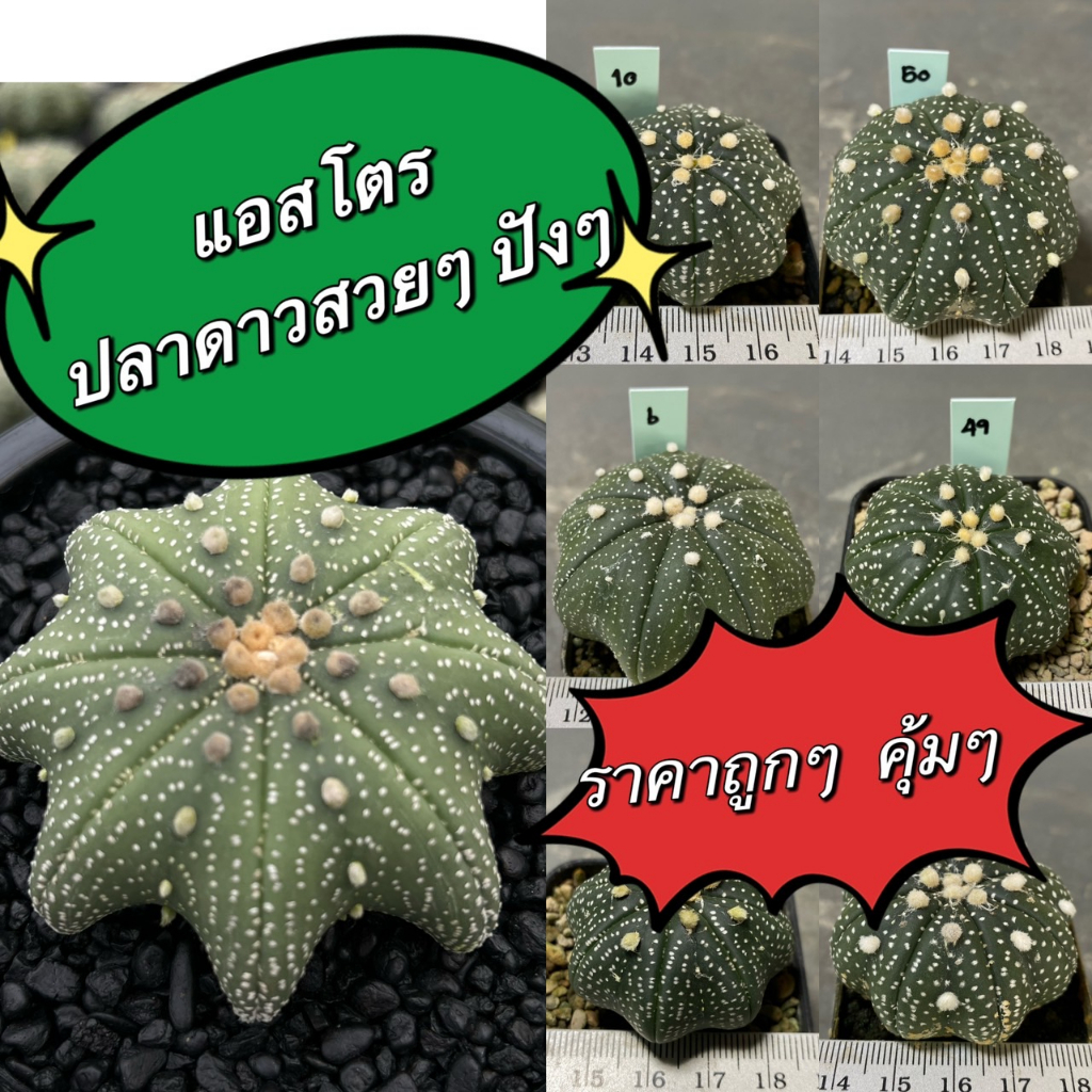 แคคตัส-แอสโตรปลาดาวเว้าๆ-แบนๆ-สวยๆ-astrophytum-super-kabuto-สวนนายธีร์-b3