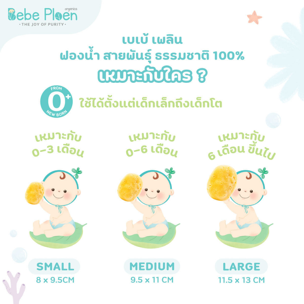 ฟองน้ำสายพันธุ์ธรรมชาติ-100-ขนาดกลาง-และขนาดใหญ